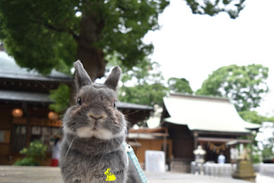 うさぎ好きがお勧めする　うさぎ年にお勧めの寺社