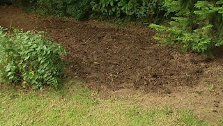 planting primroses