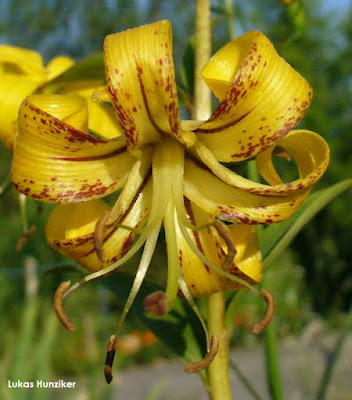 Лилия лицзянская (Lilium lijiangense)