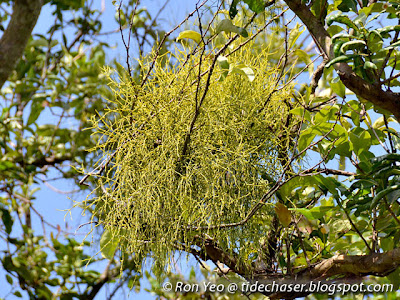 Leafless Mistletoe (Viscum articulatum)