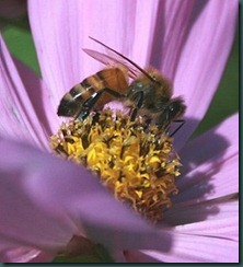 Bee On Flower