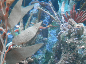 visite du New England Aquarium Boston