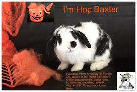 Black and White Mini Lop Boy Rabbit for Adoption