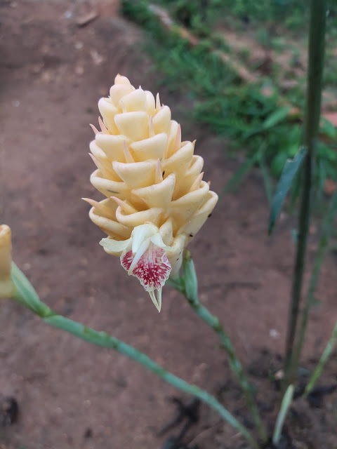 Zingiber pyroglossum