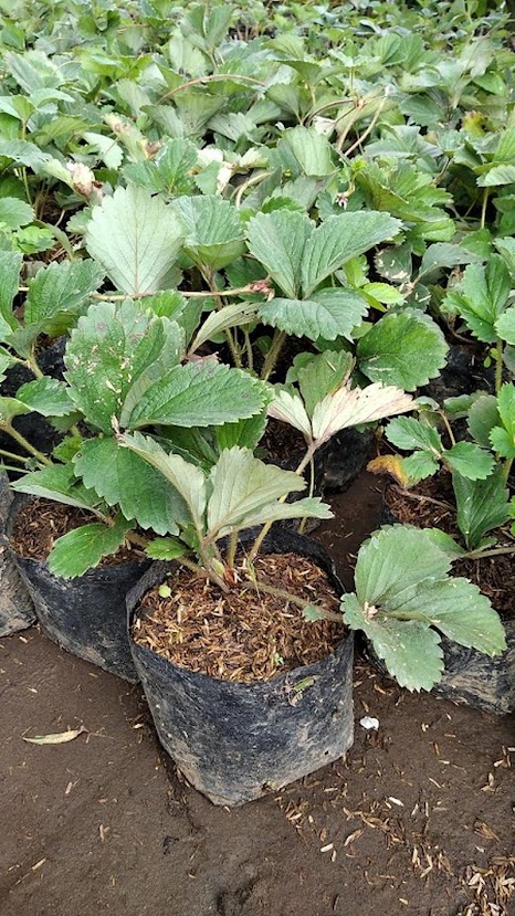 bibit strawberry jogja di medan