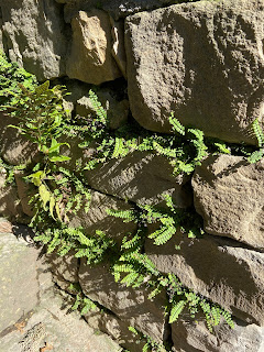 Maidenhair spleenwort in the botanical garden of Bergamo.