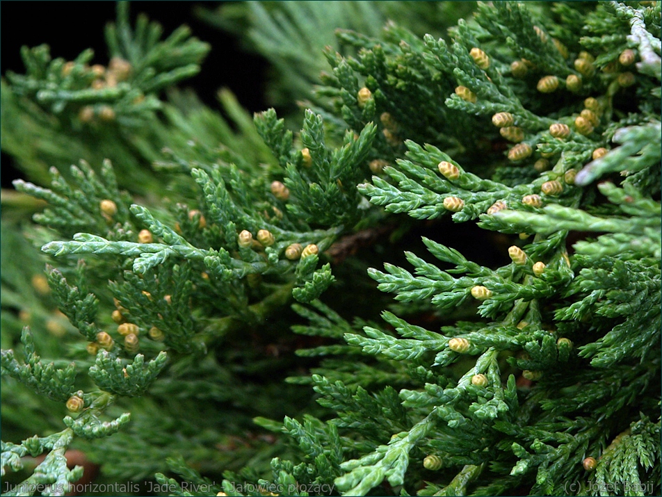 Juniperus horizontalis 'Jade River' - Jałowiec płożący 'Jade River' igły