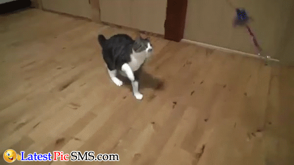 Amazing Jump by Cat 