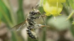 The photo shows a bee sitting on a bright yellow flower. The bee has black and yellow stripes on its body, and the flower has many small petals.