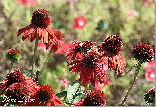FPC_Echinacea_Sombrero_SalsaRed2