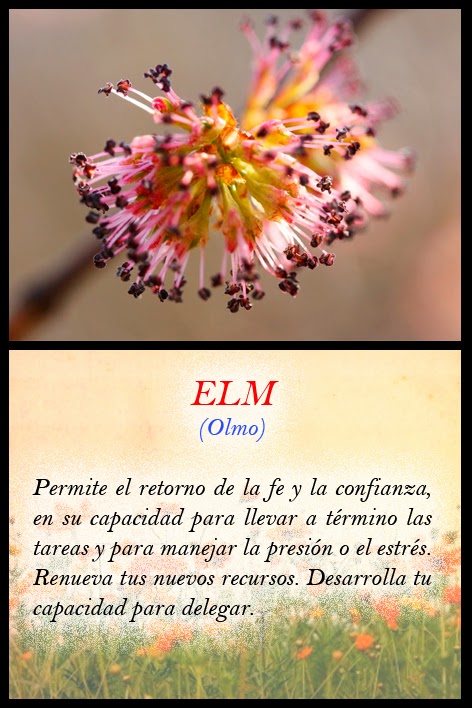 Tu Salud Para Siempre: Las Cartas de las Flores de Bach - ELM