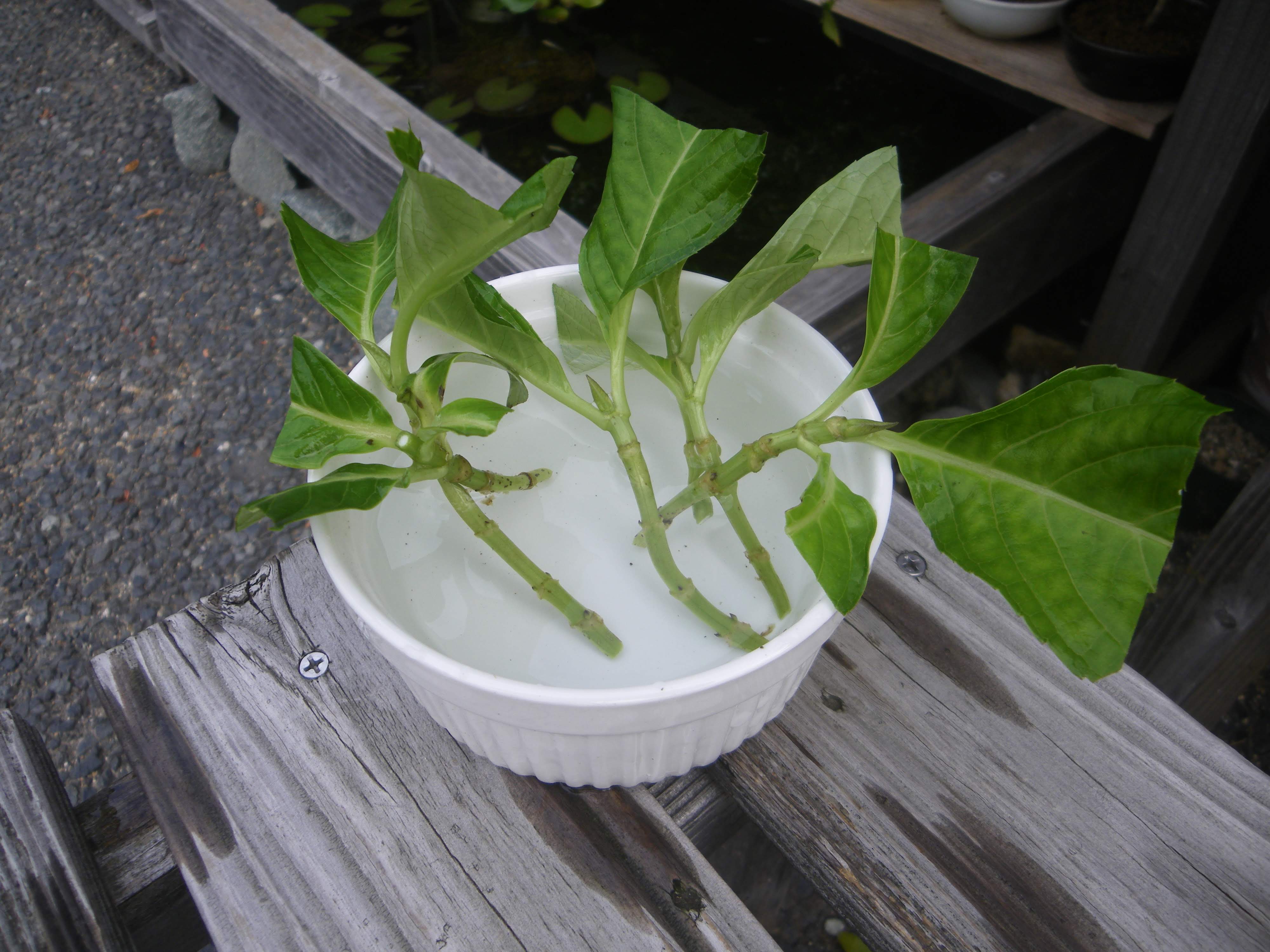 アジサイ 紫陽花 の挿し木を成功させるためのポイント メダカの大工