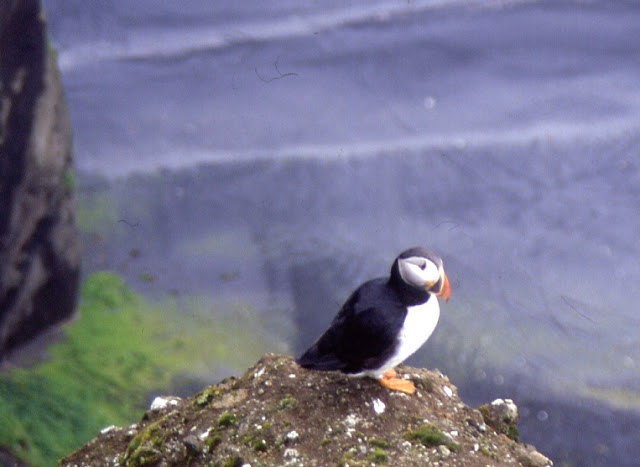 Frailecillos (Islandia)