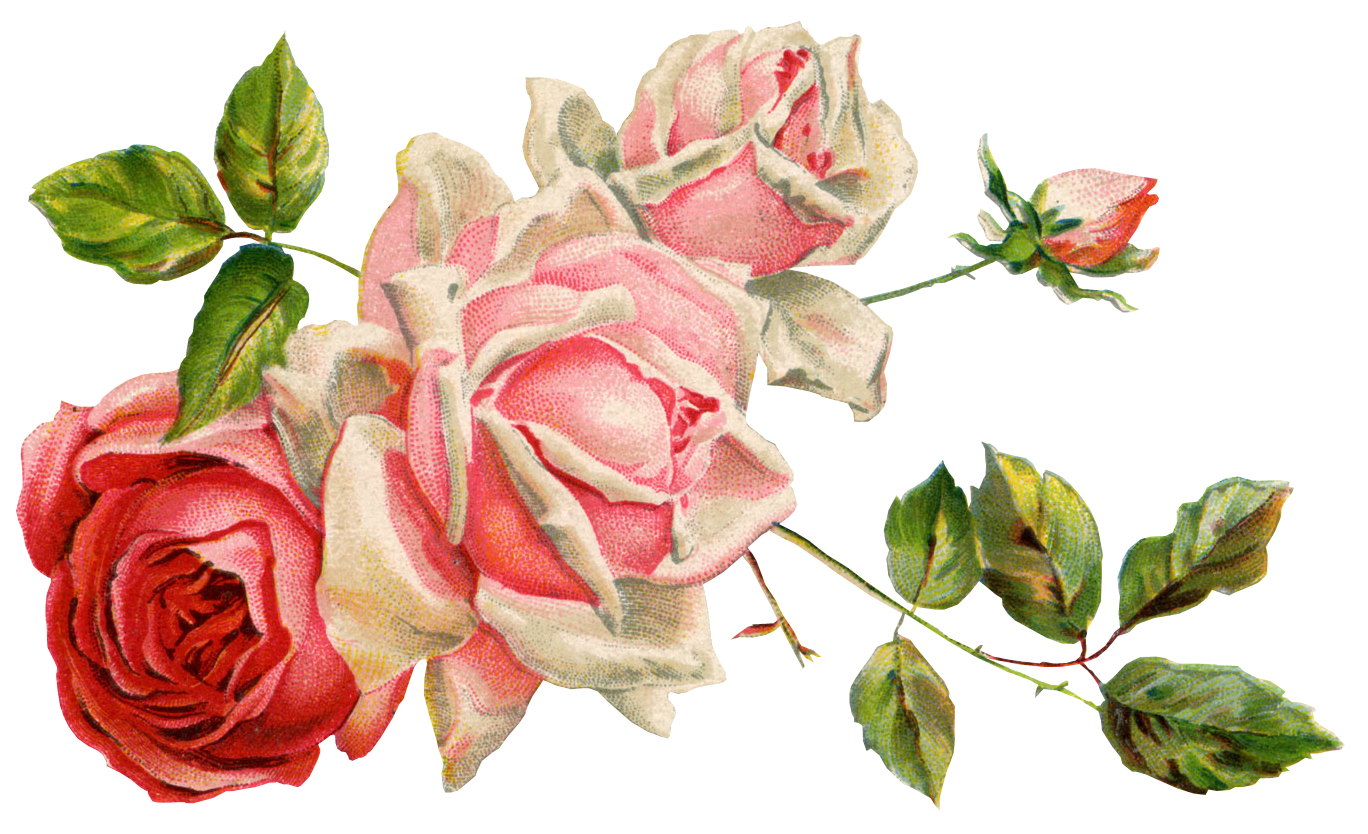 Gambar Bunga Format Png Pickini