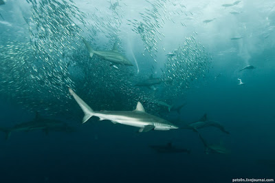 Underwater Symphony Seen On www.coolpicturegallery.us