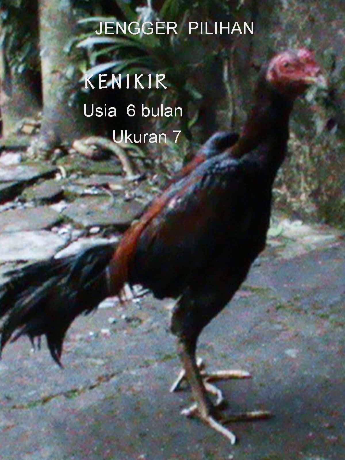 Galeri Gambar Lucu Ayam Bangkok Kolektor Lucu