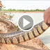 Strong man catch big snake by hand in forest Cambodia , How to dig and catch snake in hold 