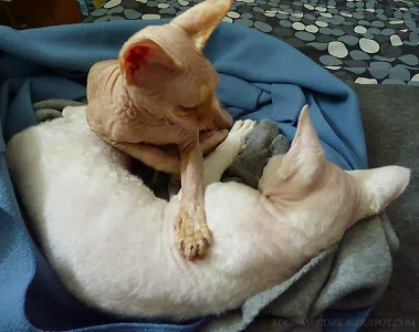 devon rex