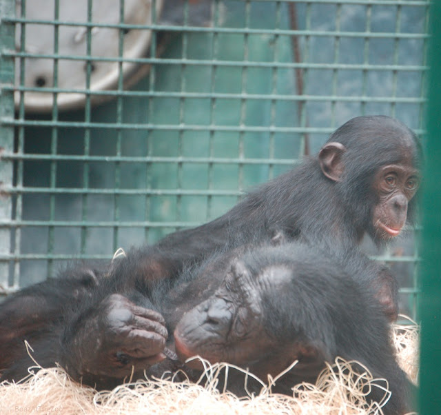 A young bonobo romps while mom studies her hand.