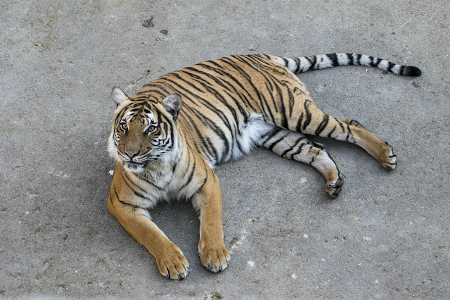 Animali allo zoo di Berlino