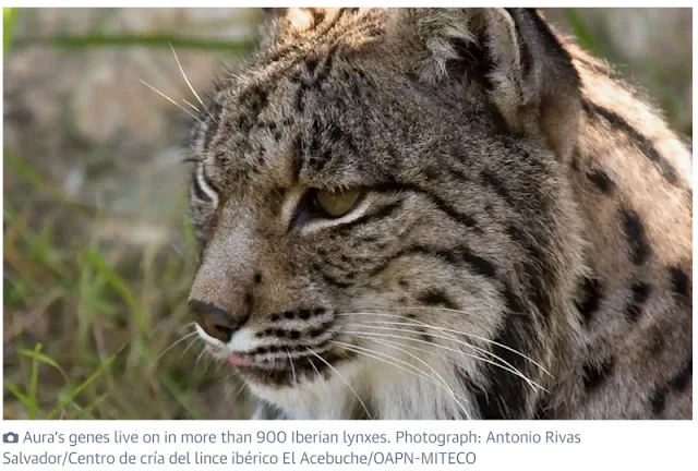 This Iberian lynx lives for 20 years, a record