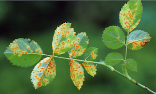 A leaf with the rust-colored discoloration caused by Rose rust, a fungal disease.