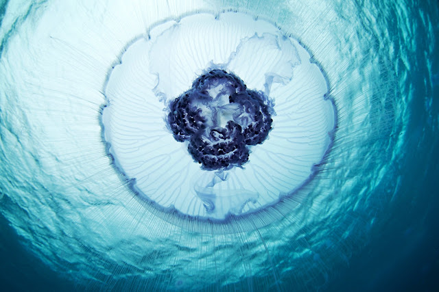 Аурелия солнышко (медуза)