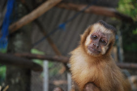 Primate del centro de Bolivia