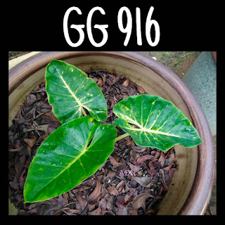 GG 916