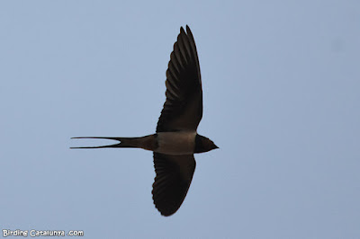 Oreneta comuna (Hirundo rustica)