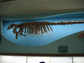 Pictures of Steller's Sea Cow Skeleton