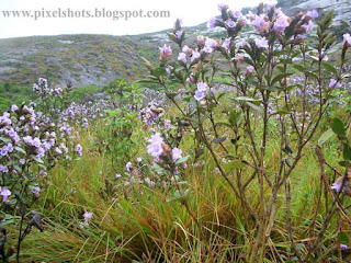 violet flowers neelakurinjis closeup image with neeelakurinji plants from munnar rajamala hills