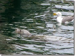 IMG_0085