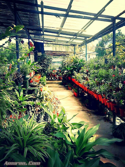 nursery bunga