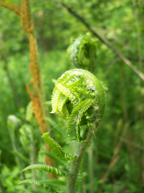 a fiddlehead fern in the Allegheny National Forest