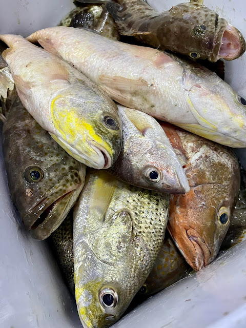 6 Cara Menyimpan Ikan Dalam Freezer, Ikan Kekal Segar Dan Tahan Lama