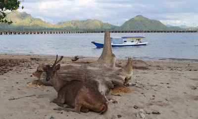 Pulau Komodo