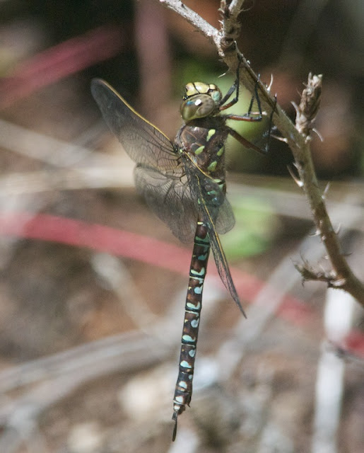 Variable Darner (Aeshna interrupta)