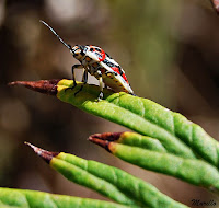  Eurydema ornata (Chinche de las Crucíferas)