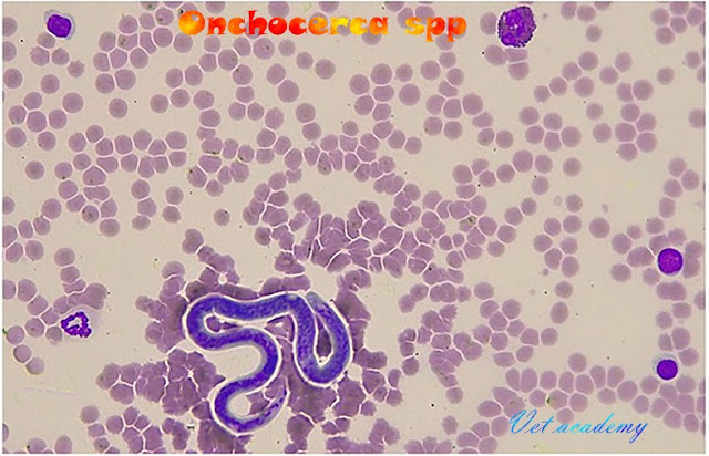 Onchocerca spp