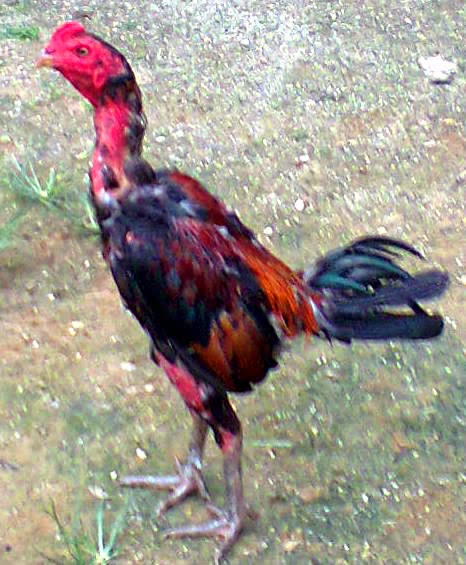 LAGAFARM PEMBAKA AYAM  SABUNG