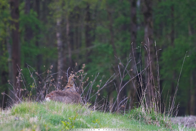 Ree - Roe Deer - Capreolus capreolus