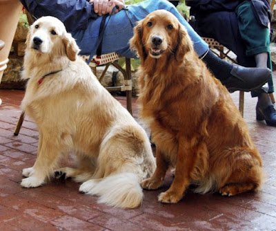 Best dog breeds those fits perfectly in a family