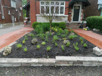 Midtown Toronto gardening services new low maintenance perennial garden after by Paul Jung