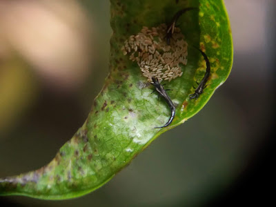 Thrips (Gynaikothrips uzeli), Weeping Fig (Ficus benjamina) Pest, Hama Beringin