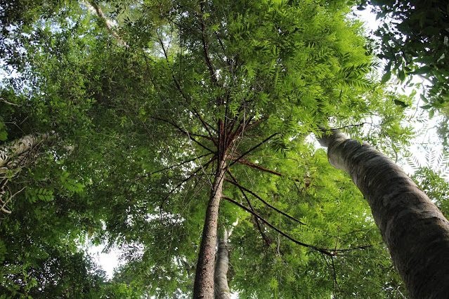Copa da árvore pindaíba (Xylopia brasiliensis) vista de baixo para cima