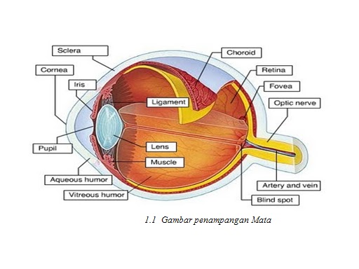 Annisa Mayasari 1 1 Struktur dan anatomi mata