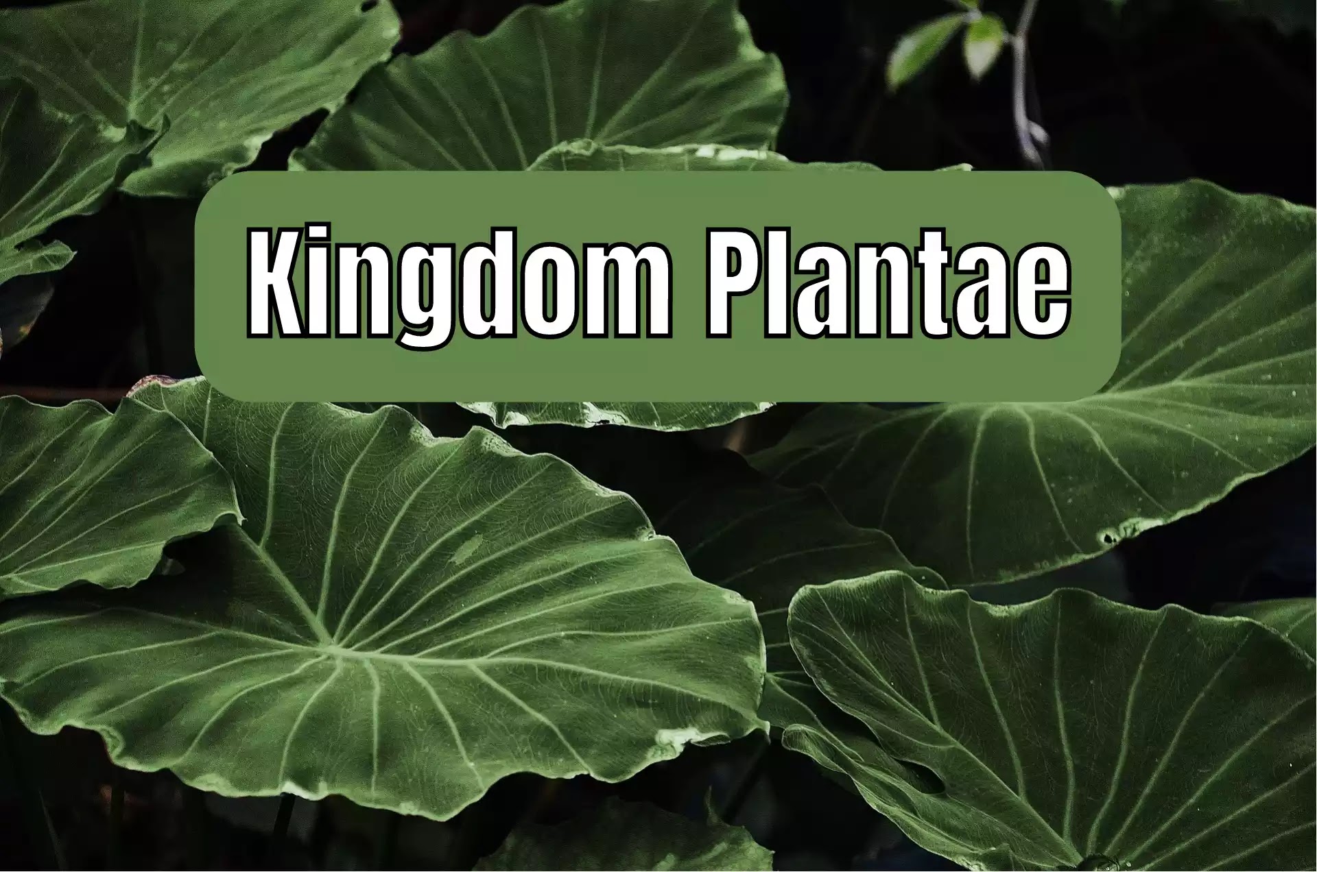 Kingdom Plantae