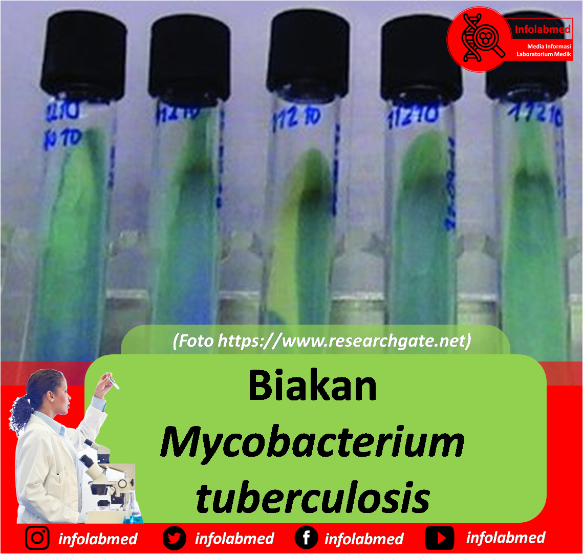  Biakan  Mycobacterium tuberculosis Info Laboratorium Medik