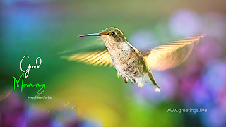 Morning greetings with hummingbird flying